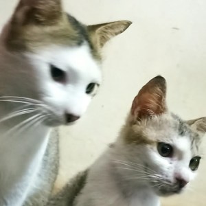 Kucing Pang dan Meme