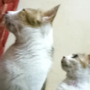 Kucing Pang dan Meme