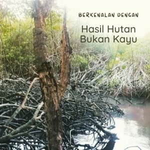 Hasil hutan bukan kayu