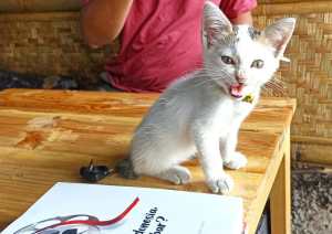 Kucing lucu