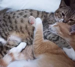 Opal dan Nero Manis pelukan