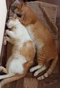 Clara dan Nero Nakal