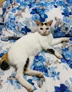 Kucing Samsoedin