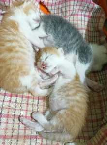Bayi kucing