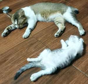 Kucing tidur