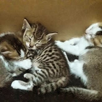 Kucing Opal dan Pang Pong