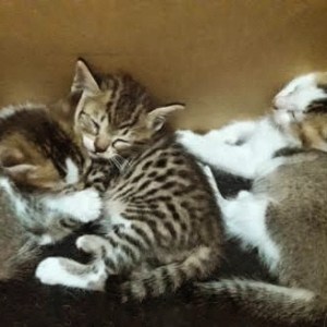 Kucing Opal dan Pang Pong