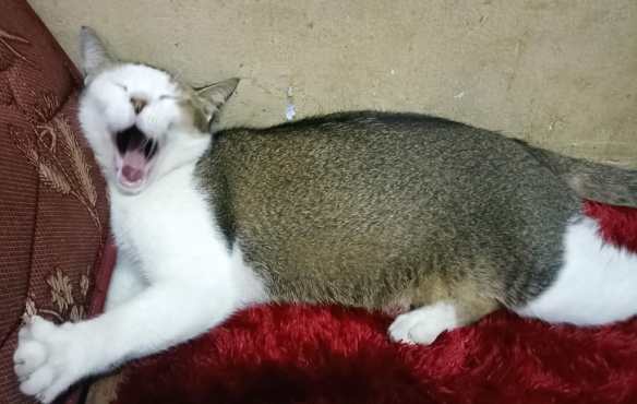 Menari bersama kucing