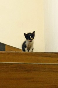 Pose Ibu dan Anak Kucing yang Menggemaskan