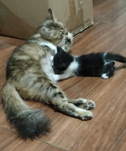 Pose Ibu dan Anak Kucing yang Menggemaskan