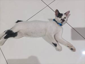 Samsudin Cemong hilang