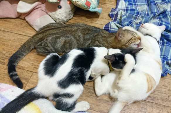 Opal kecil dan Panda Cemong