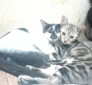 Opal kecil dan Panda Cemong