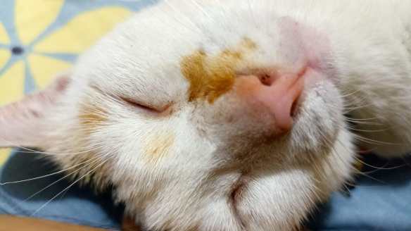 Kucing tidur