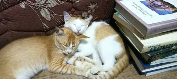 Generasi kucing oren