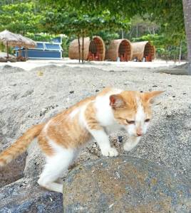 Kucing pantai