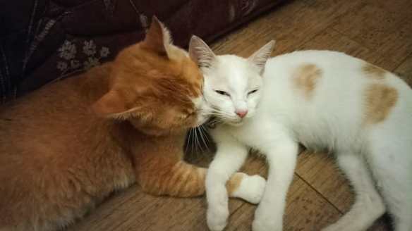 Nero Manis dan Naura