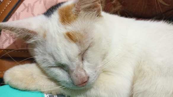 Insomnia dan dengkuran kucing