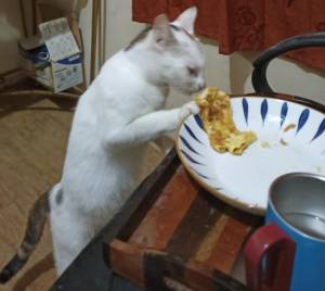 Cindil mencuri makanan