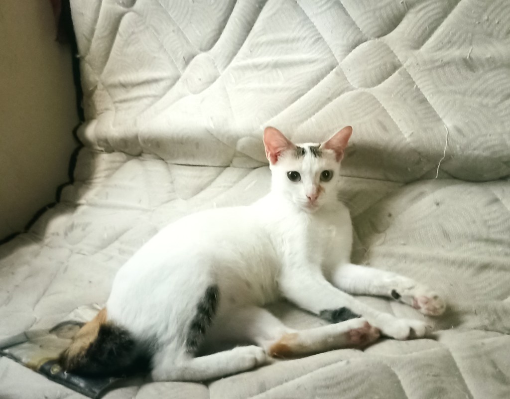 Samsudin si belang telon