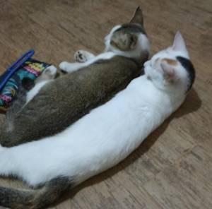 Pang Poko dan Cindil