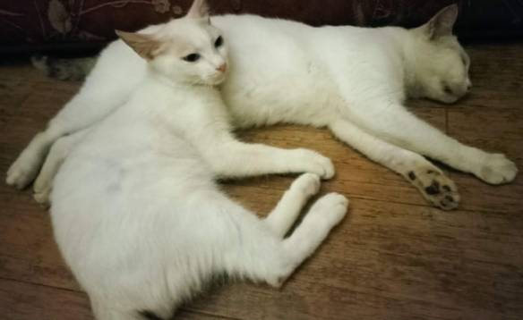 Dua kucing putih