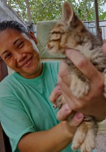 Rumah kucing terlantar