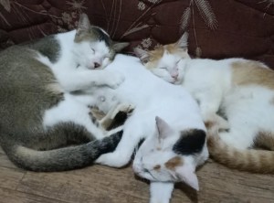 Semua kucing aman