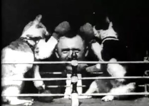 The boxing cats