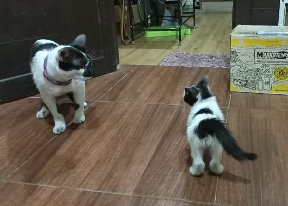 Siapa kucing ini