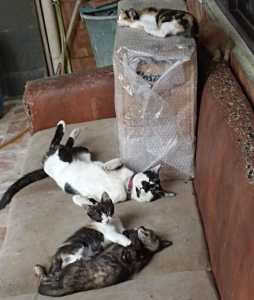 Kucing tiduran di sofa