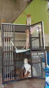 Kandang kucing