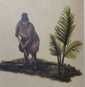 “Sagu Papua untuk Dunia”: Sagu dan Ketahanan Pangan Ala Papua