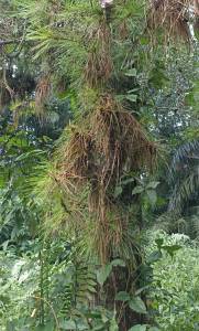 Jangan menyesal bila air kemudian hilang