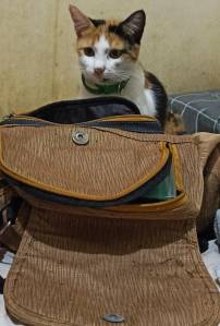 Kucing dan barang manusia
