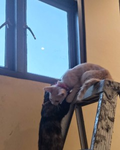 Kedua kucing main tangga