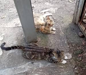Kucing Stasiun Pasar minggu