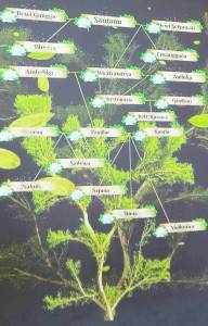 Pohon silsilah Pandawa