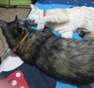 Momo dan Mimi